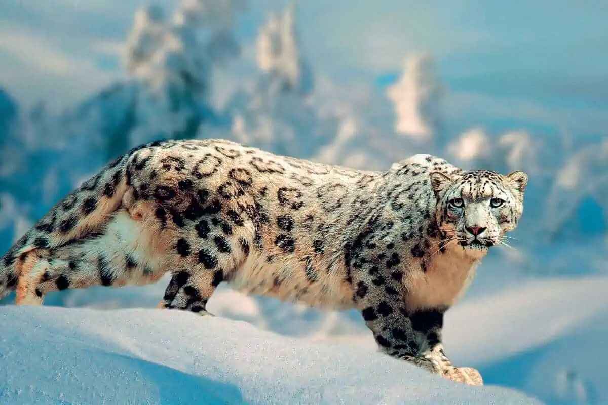 Hushe Valley Snow Leopard